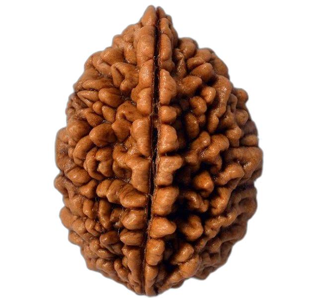 2 Mukhi