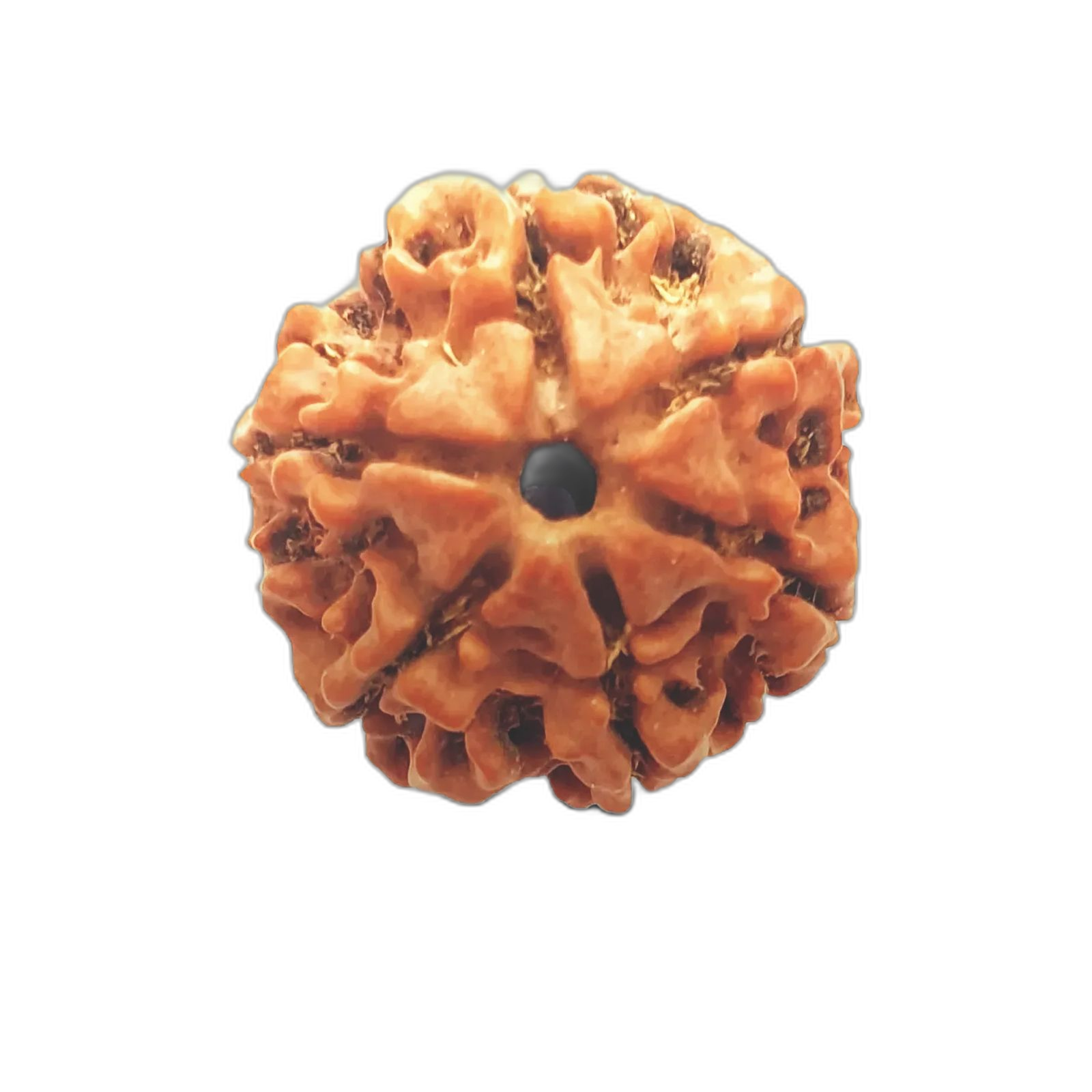 6 Mukhi
