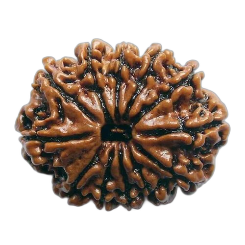 12 Mukhi
