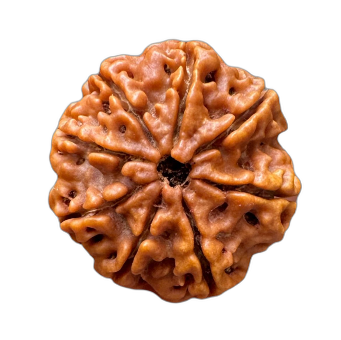 8 Mukhi